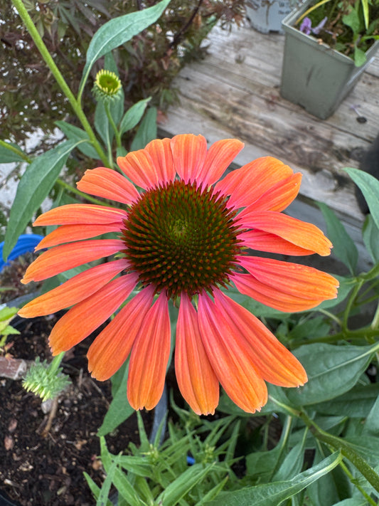 Echinacea 'Butterfly Rainbow Marcella' 1gal