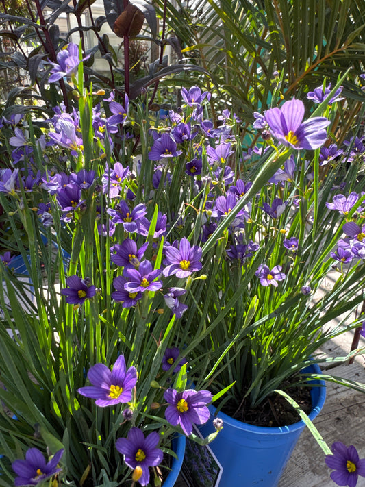 Blue Eyed Grass ‘Lucerne’