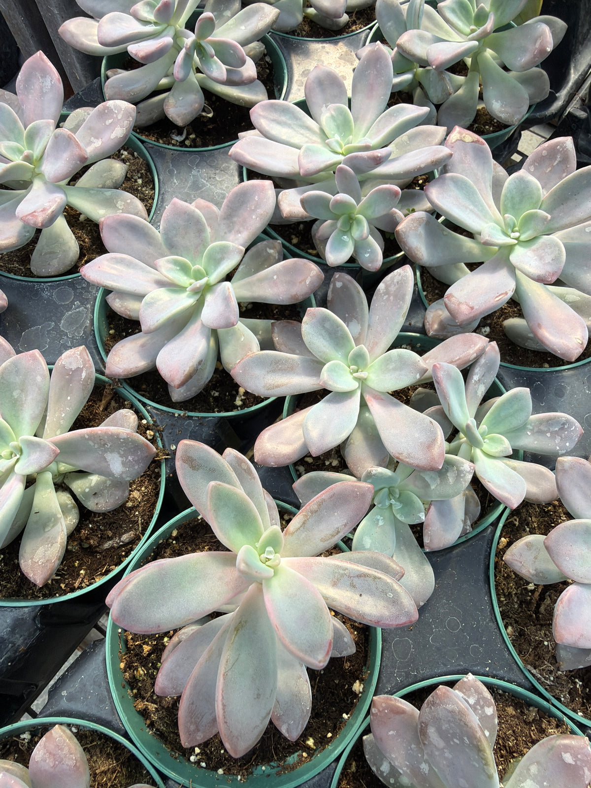4" Graptopetalum sp.