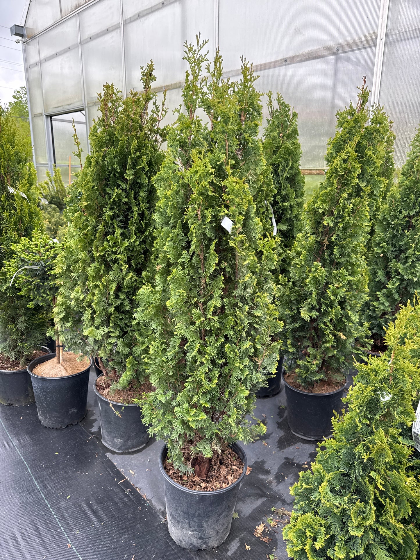 Degroot’s Spire Cedar 5gal 4’