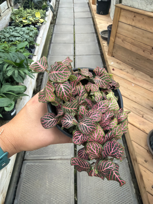 4" Fittonia Pink