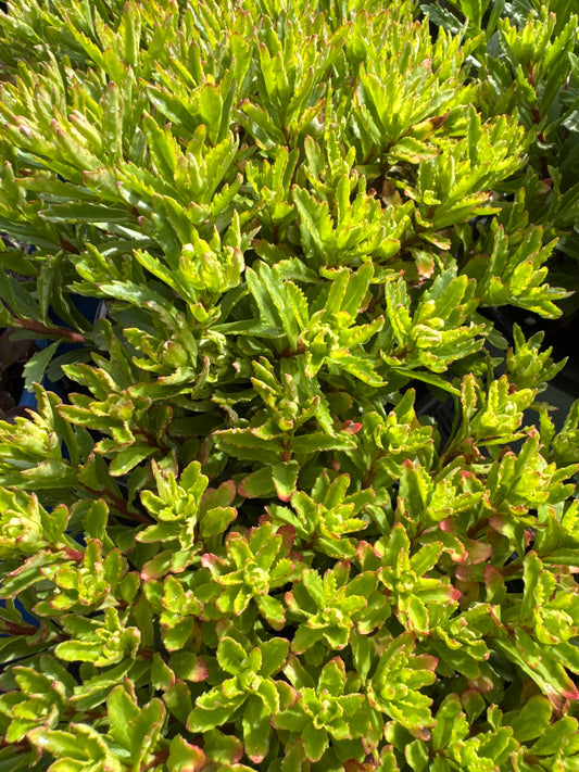 Sedum BRIGHT IDEA (PW) 1gal