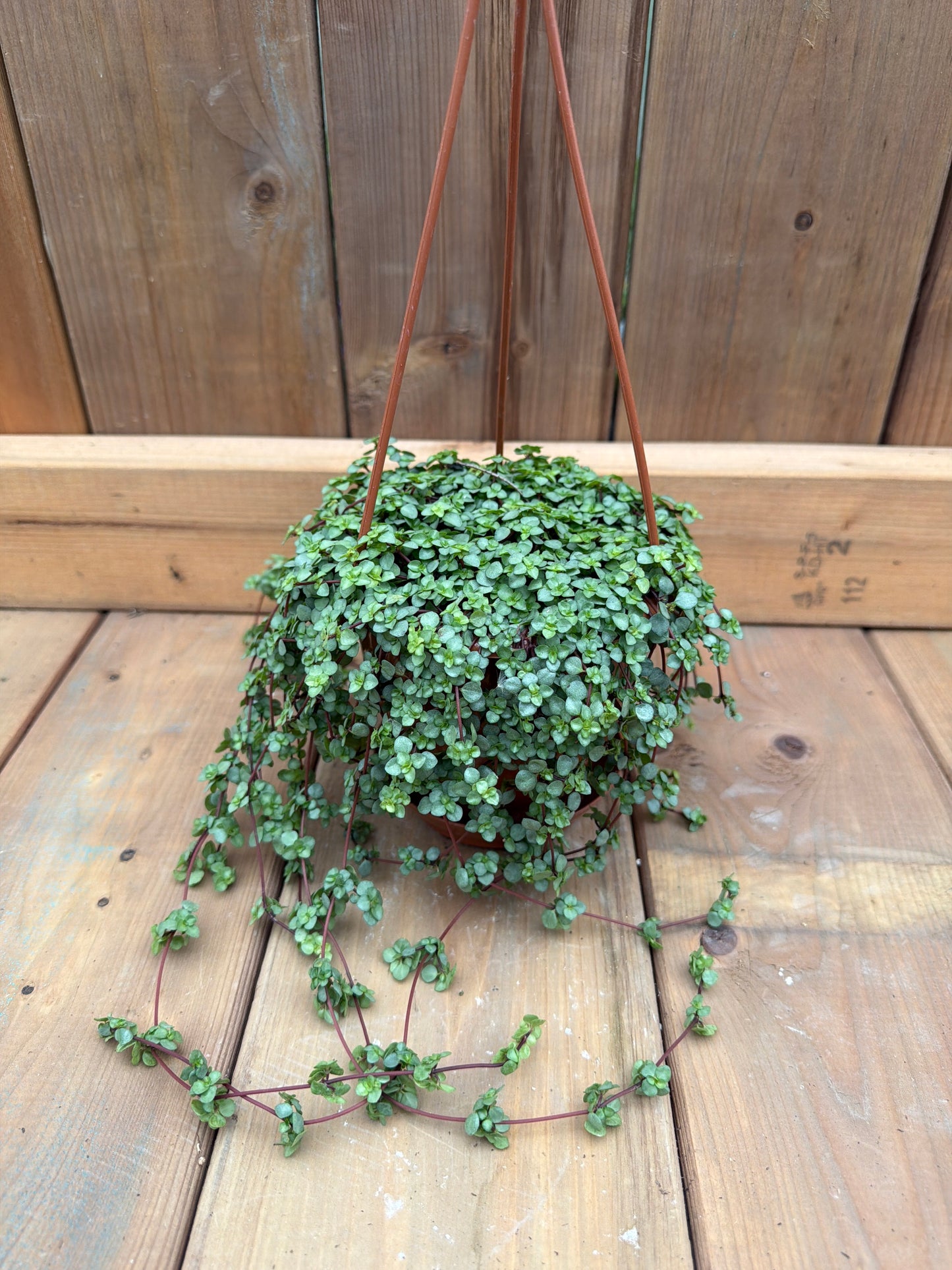 4” HB Pilea glauca ‘Aquamarine’