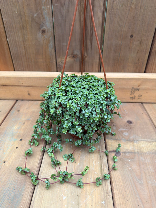 4” HB Pilea glauca ‘Aquamarine’