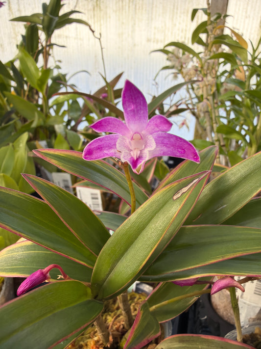 3" Dendrobium kingianum variegata