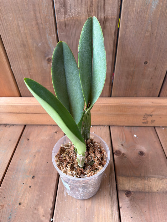 4.5" Cattleya Hibrida (Salmon Punking x Blc. Pamela)