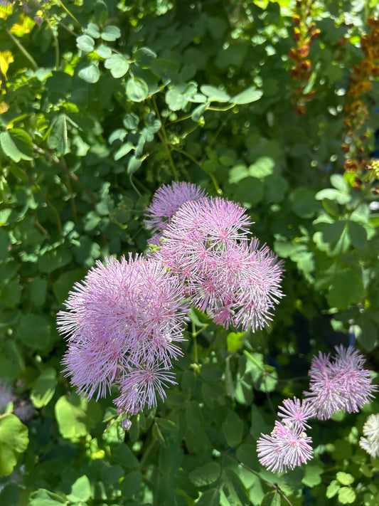 1gal Thalictrum a. COTTON CANDY