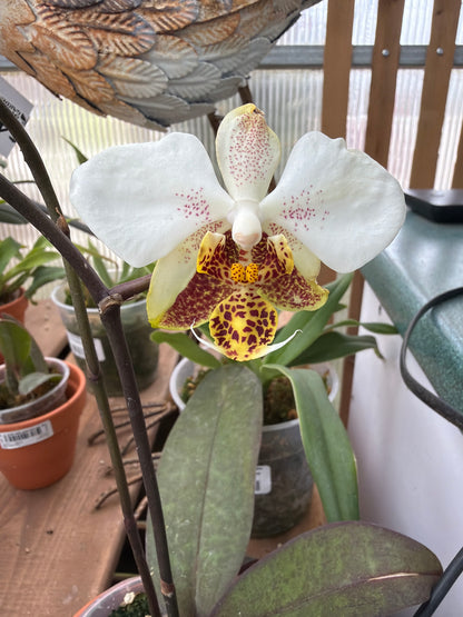 3" Phalaenopsis stuartiana punctatissima (Larkin Valley x CDC#2)