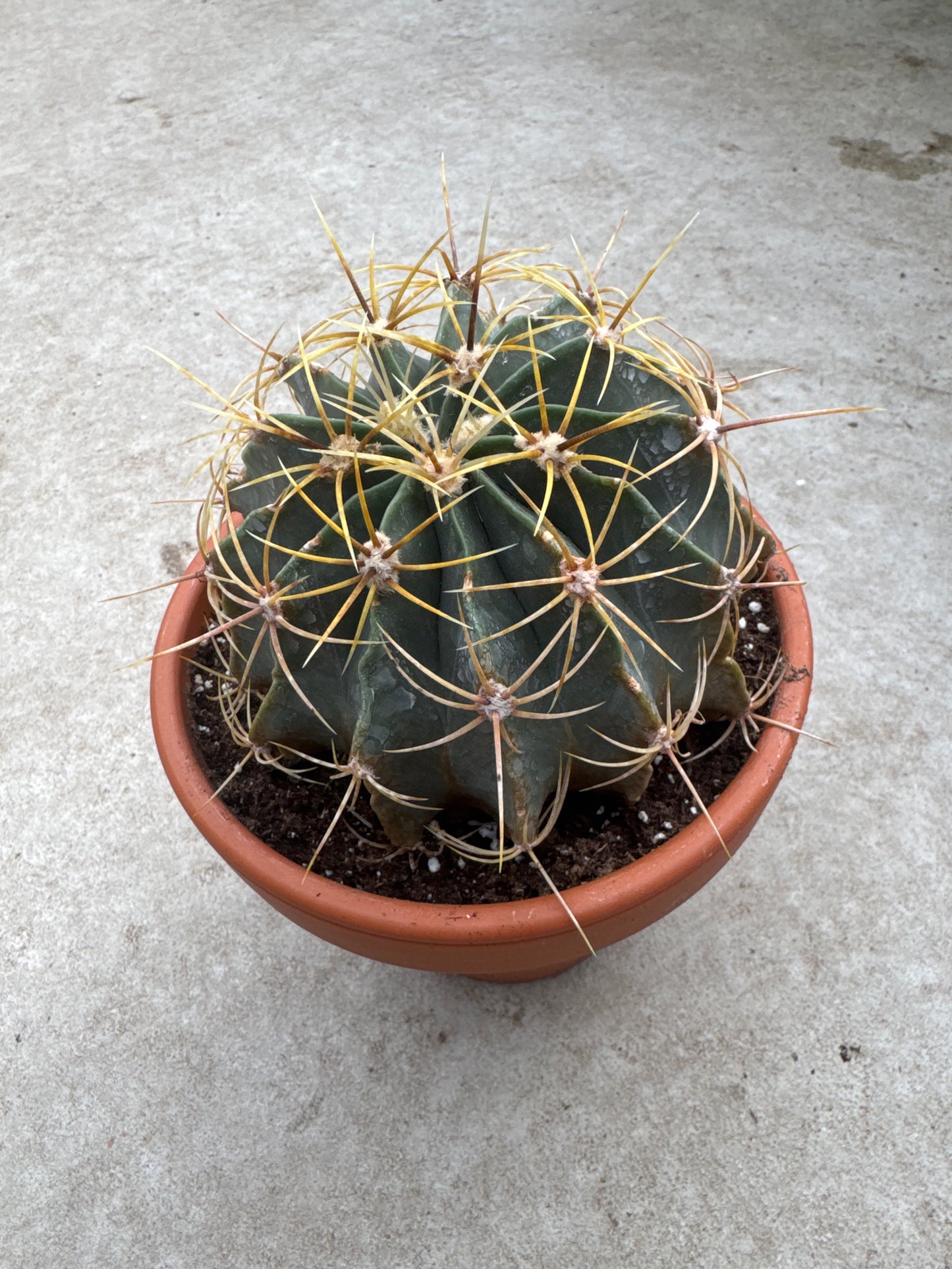 6" Ferocactus wislizeni