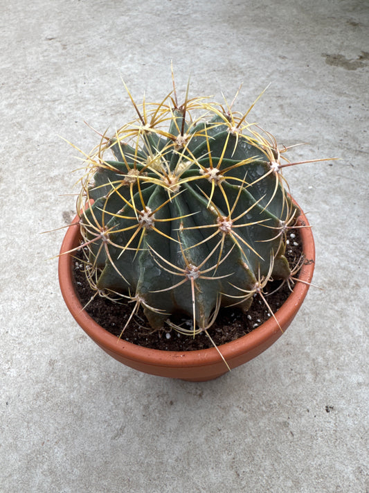6" Ferocactus wislizeni