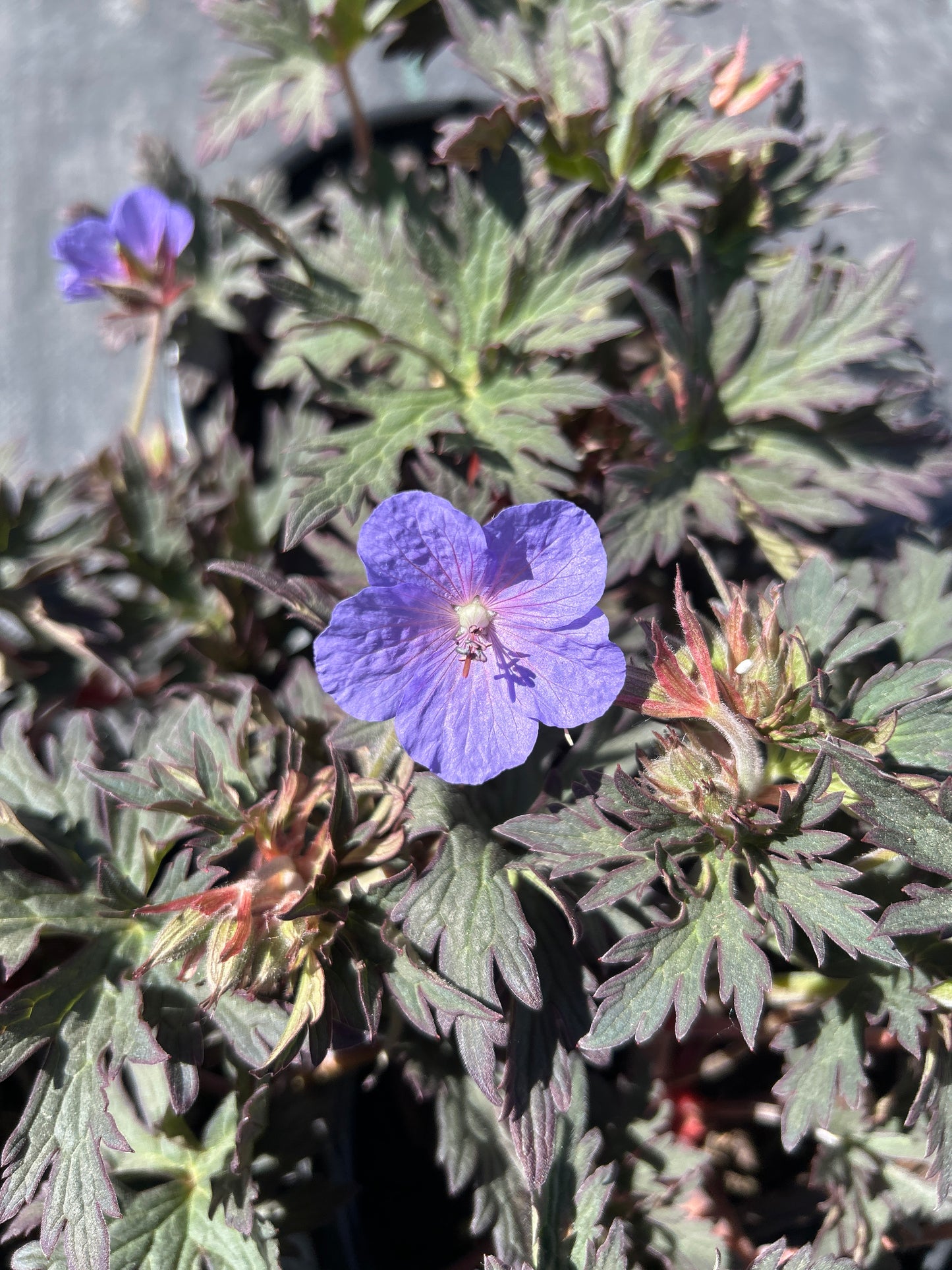 1gal Geranium p. BOOM CHOCOLATTA (PW)