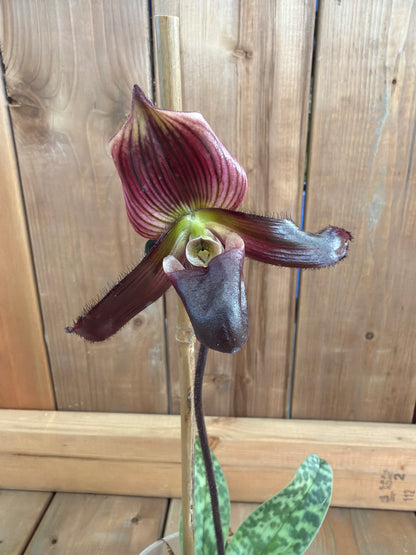 4.5" Paphiopedilum Hibrido 'Alemania'