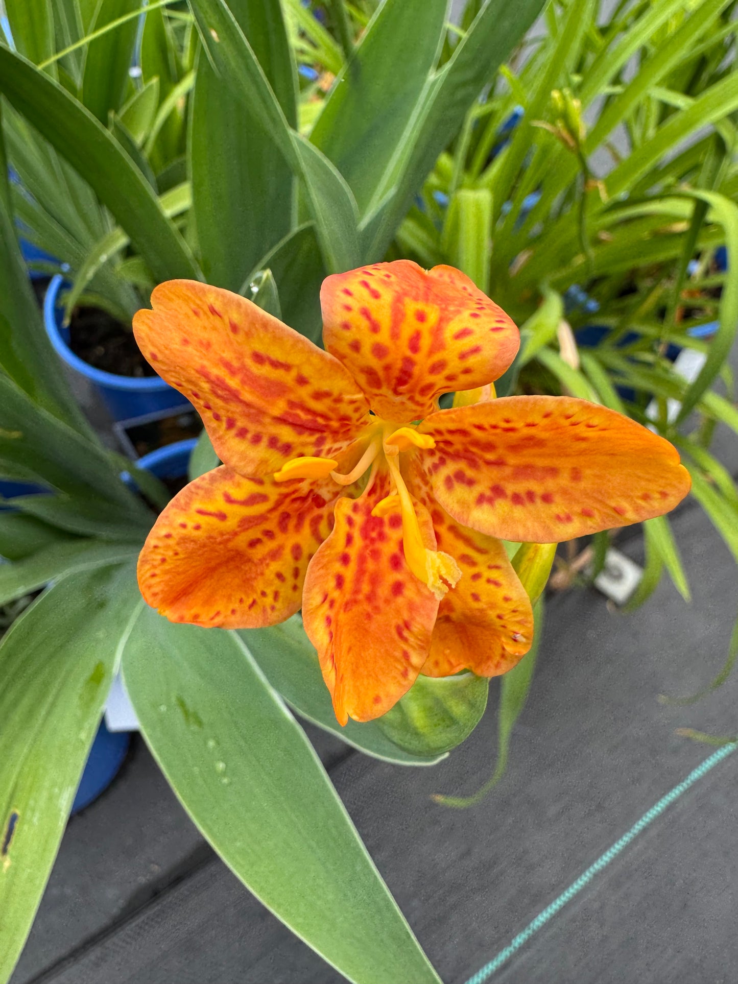 BlackBerry Lily ‘Freckle Face’