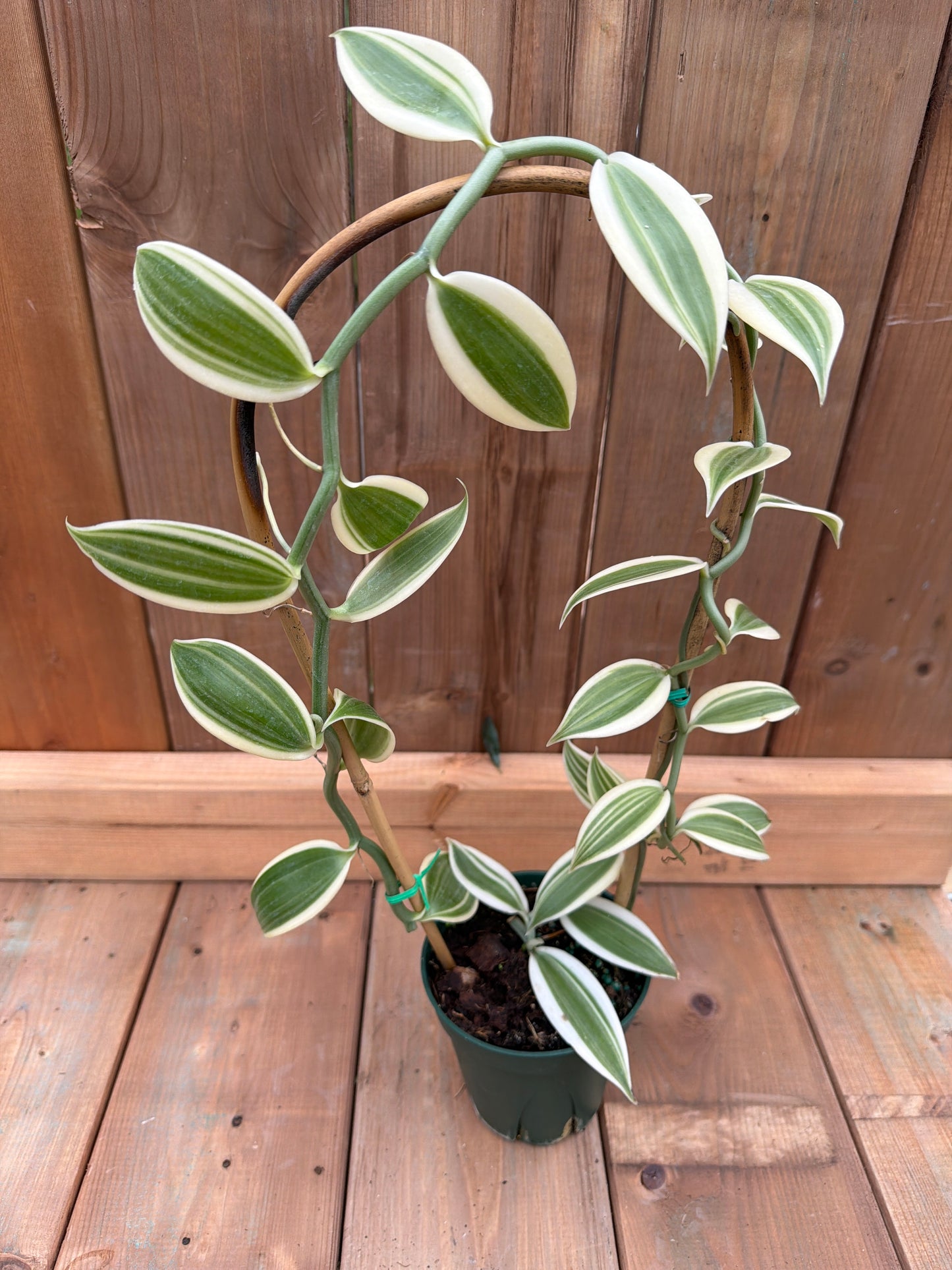 5" Vanilla Orchid 'Albo Variegated'