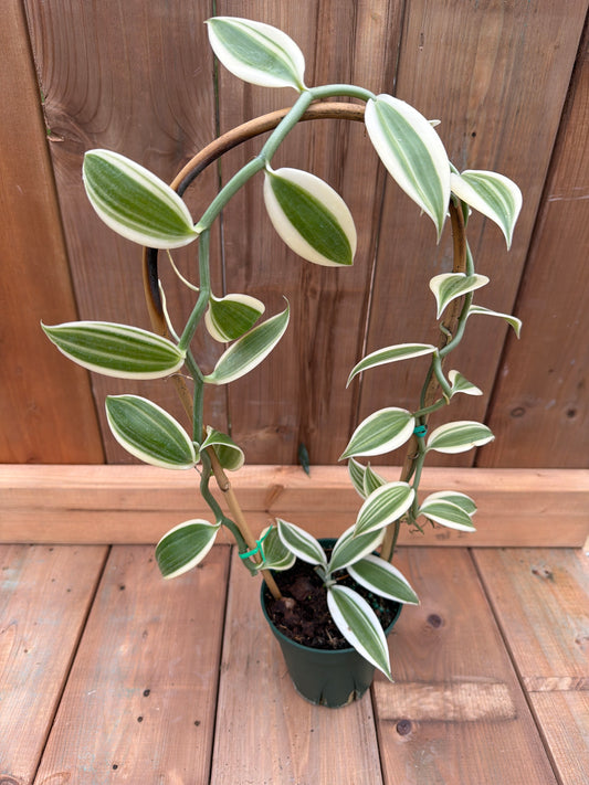 5" Vanilla Orchid 'Albo Variegated'