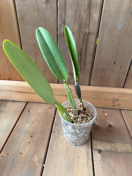 4.5" Cattleya trianae Sangre de Toro 'Camila'