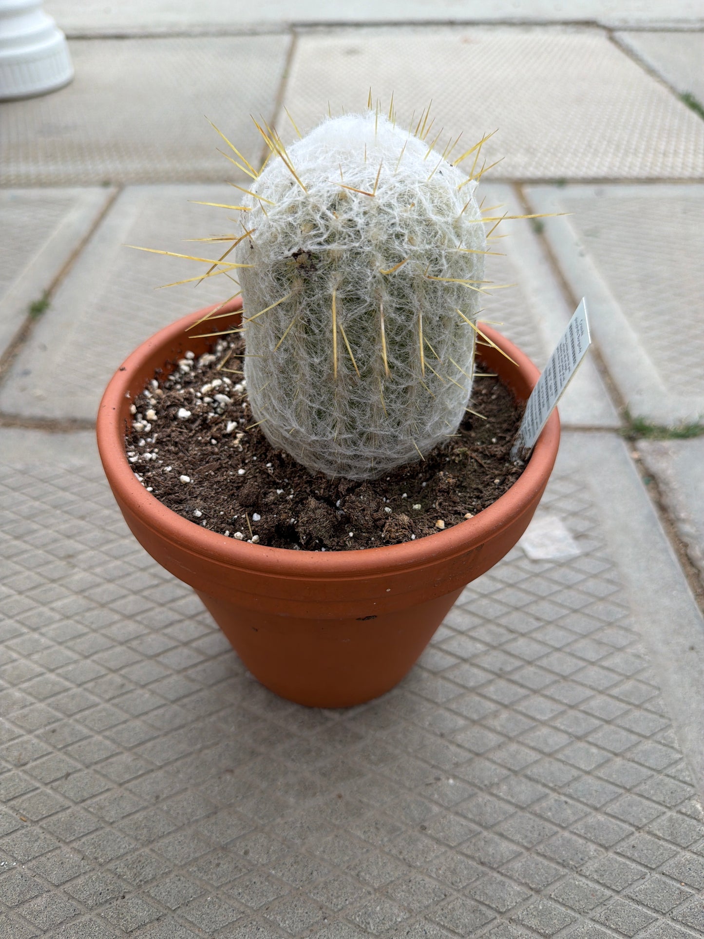 6" Peruvian Old Lady Cactus