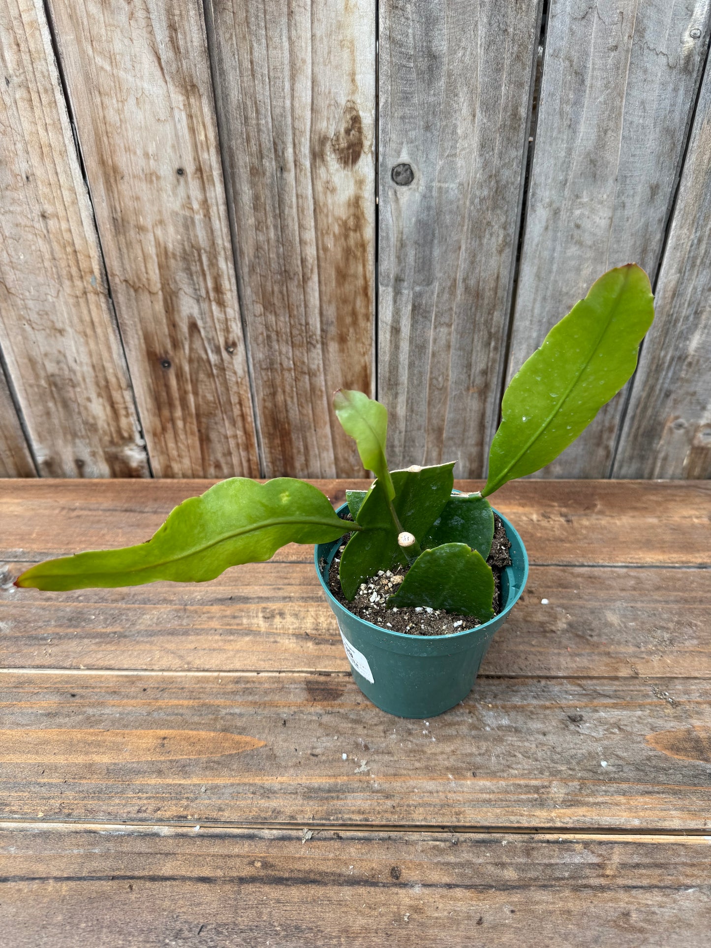 Epiphyllum ‘Queen of the Night’ (4.5”)