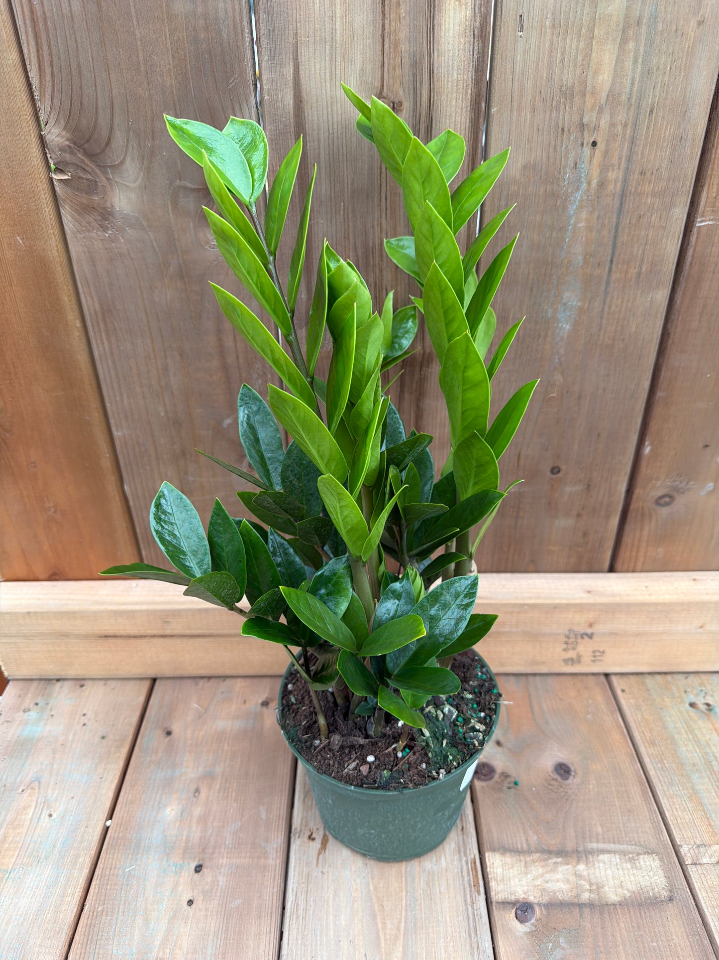 6" ZZ Plant