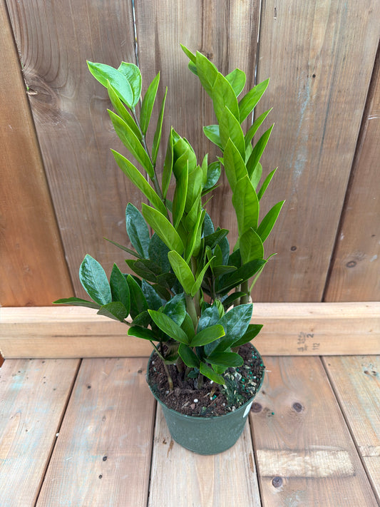6" ZZ Plant