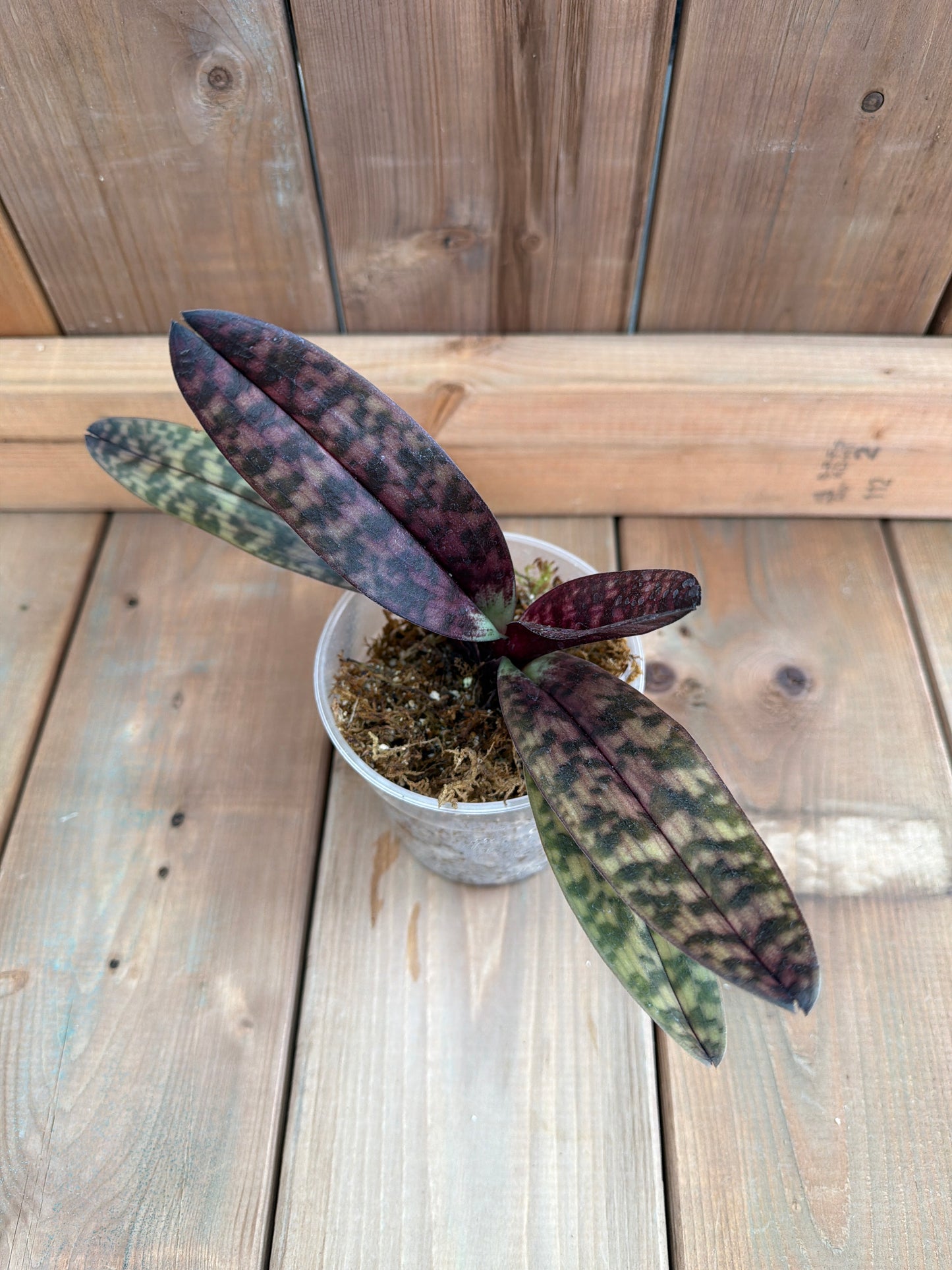 4.5" Paphiopedilum Hibrido 'Ethan Kropfmuller'