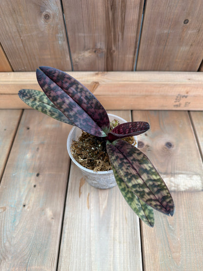 4.5" Paphiopedilum Hibrido 'Ethan Kropfmuller'