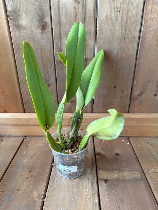 4.5" Cattleya trianae f. concolor