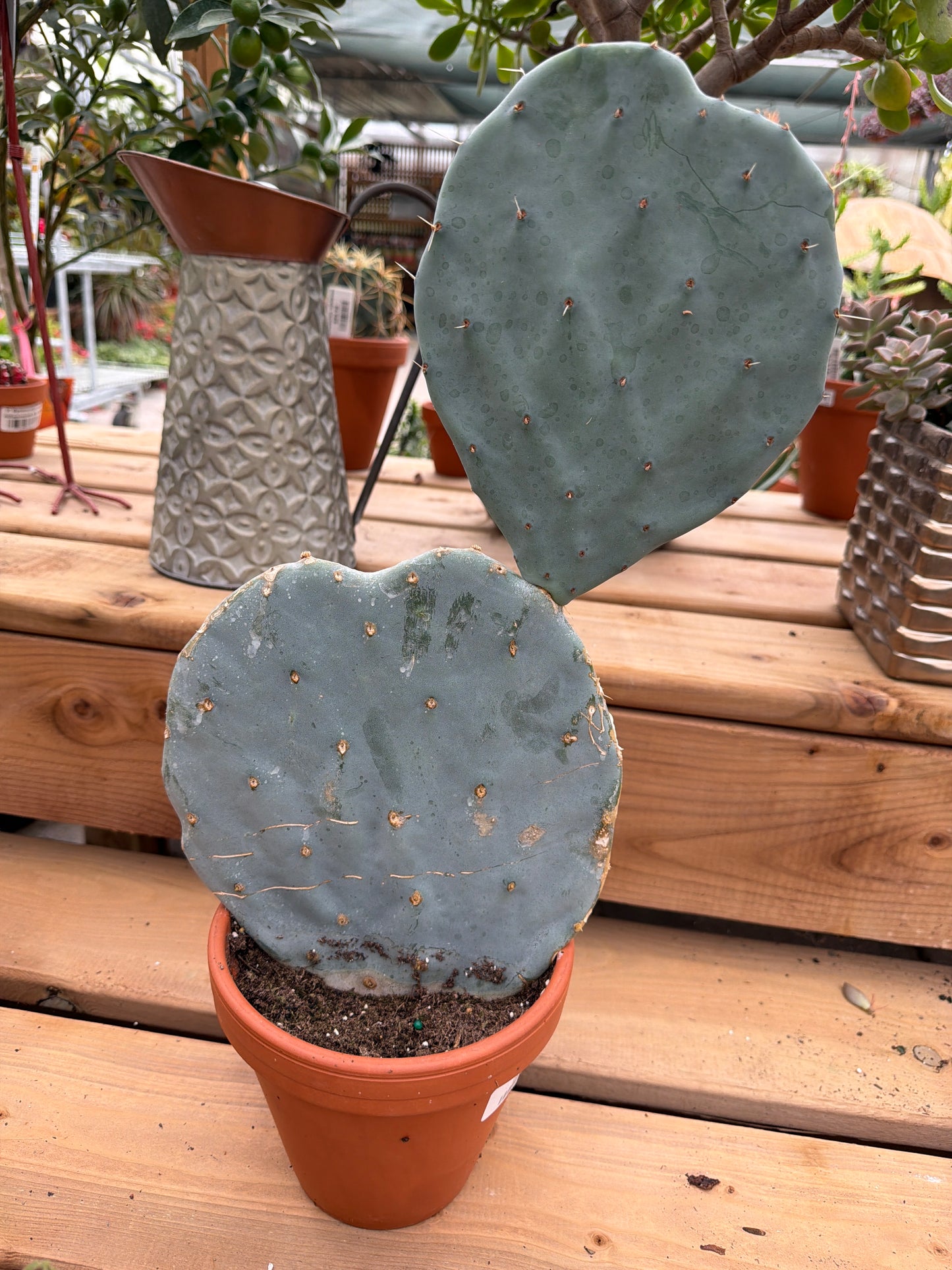 6" Opuntia