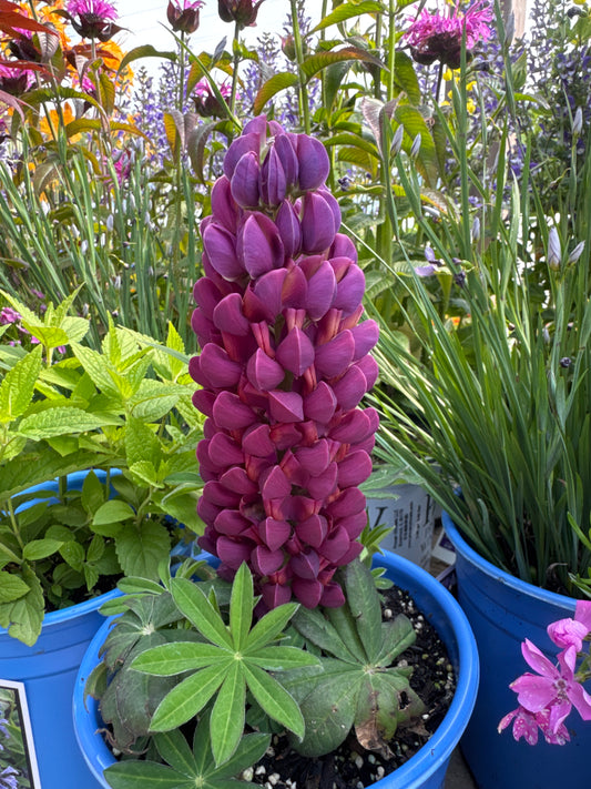 Lupinus 'Masterpiece'