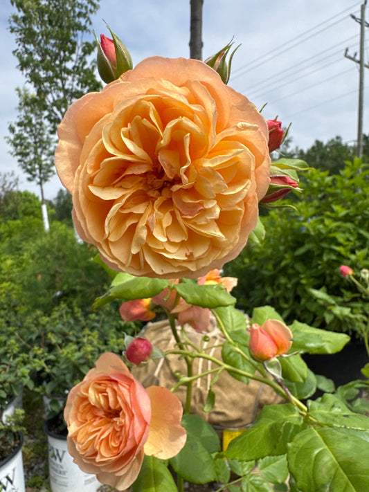 Rosa x Flavorette 'Honey Apricot' 1gal