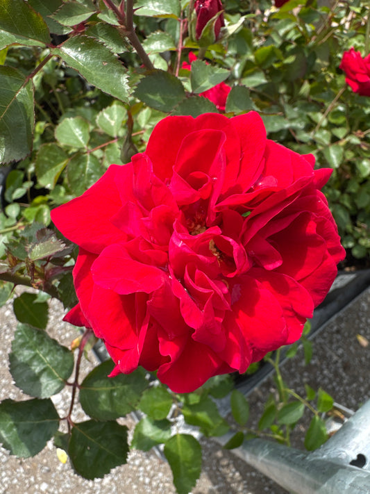 Rose 'Canadian Shield' 49th Parallel Collection