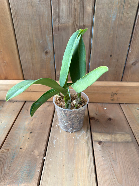 4.5" Cattleya Anahi Carchi