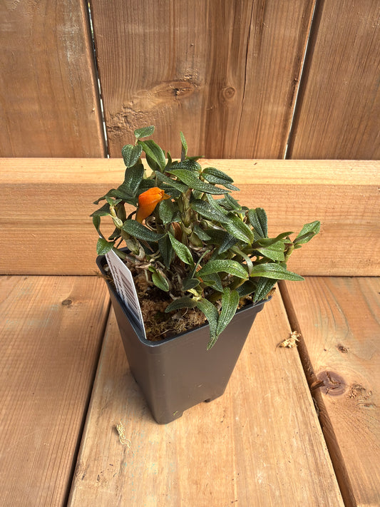 3" Dendrobium papuatu f. orange