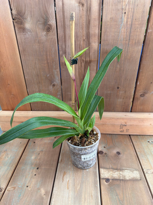 4.5" Paphiopedilum Hibrido 'Ecuagenera Dream'