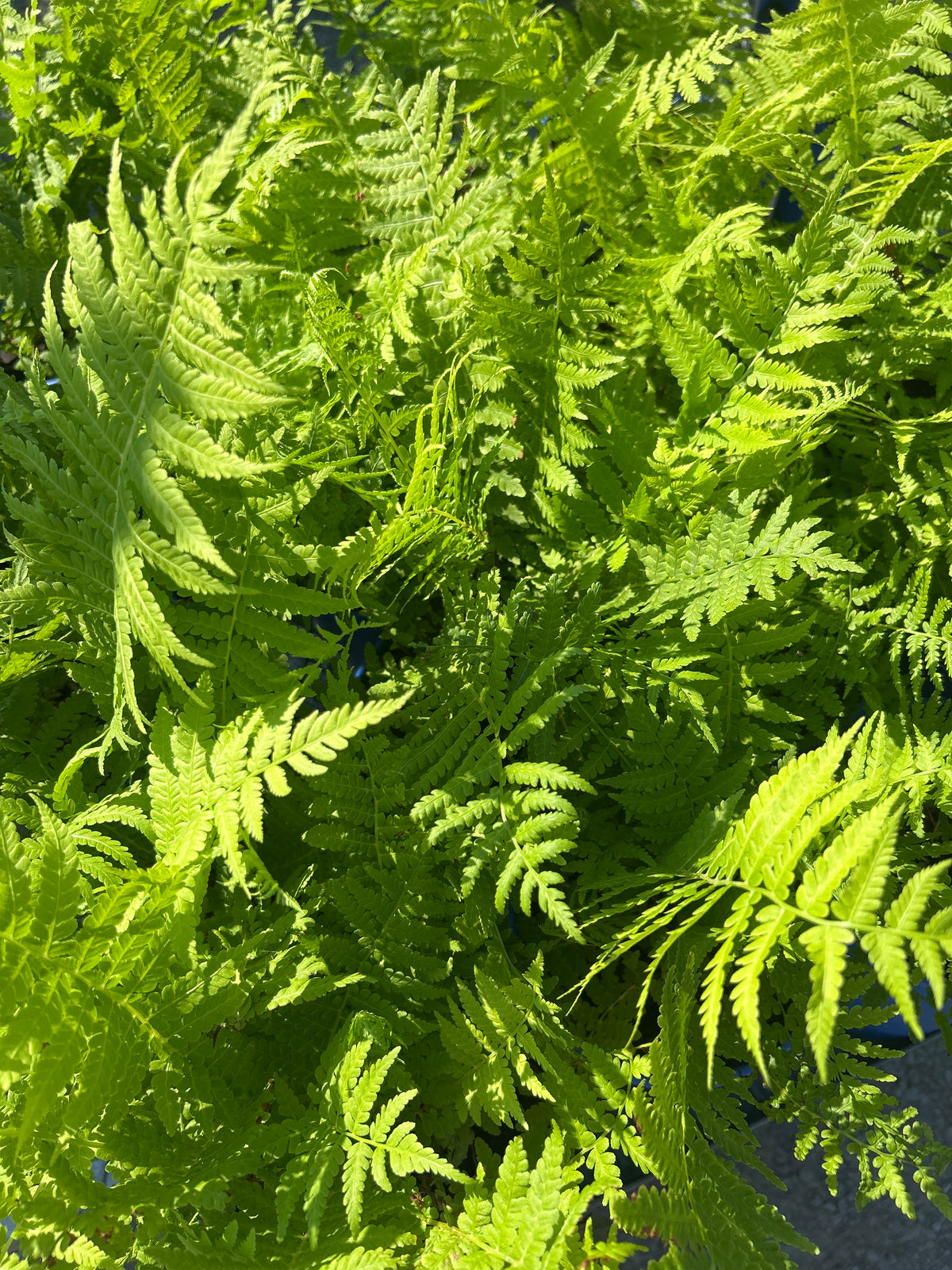 1gal Fern Matteuccia struthiopteris (Ostrich)