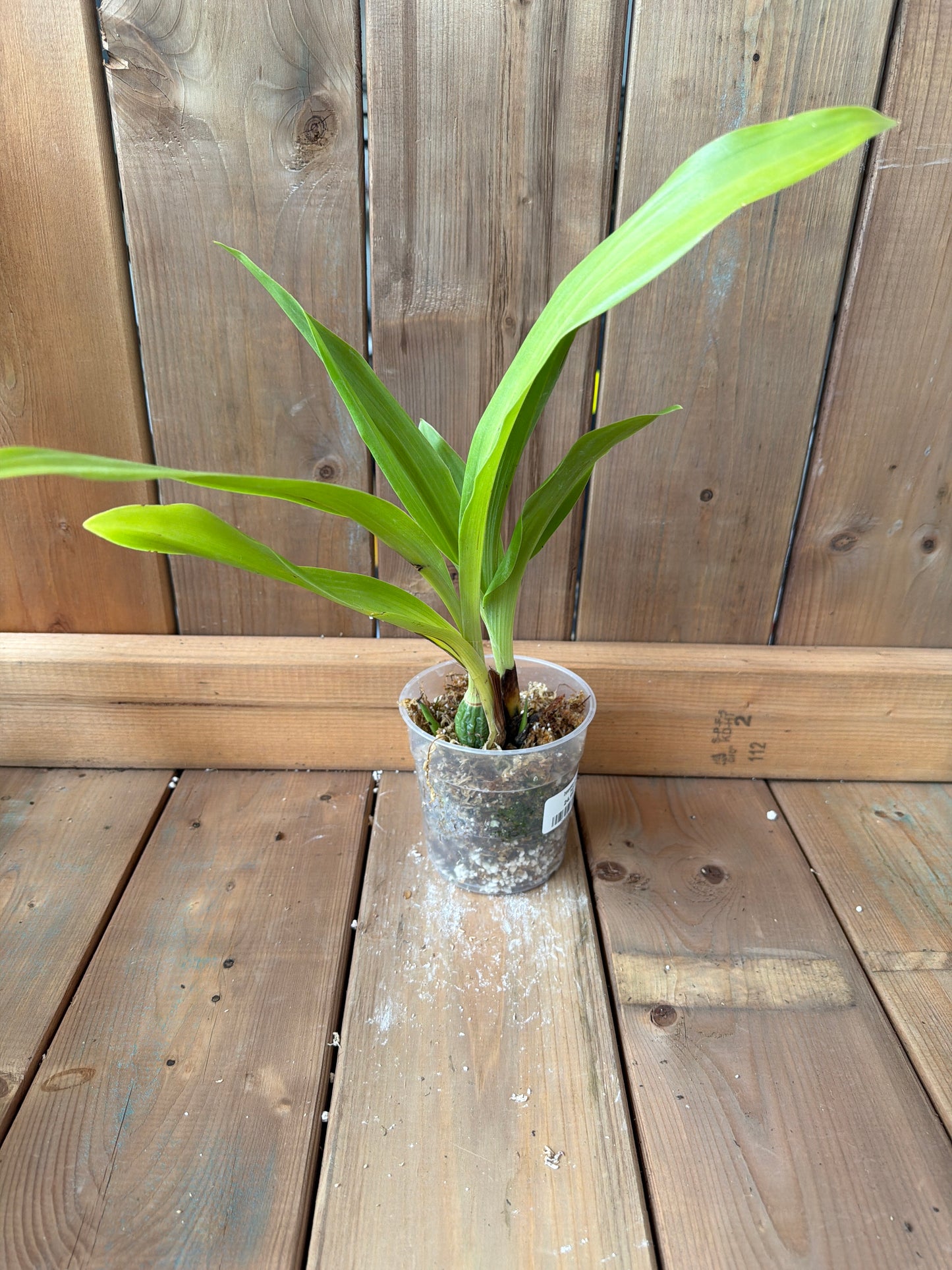 4.5" Zygopetalum Sr10 Redvale Pretty Ann