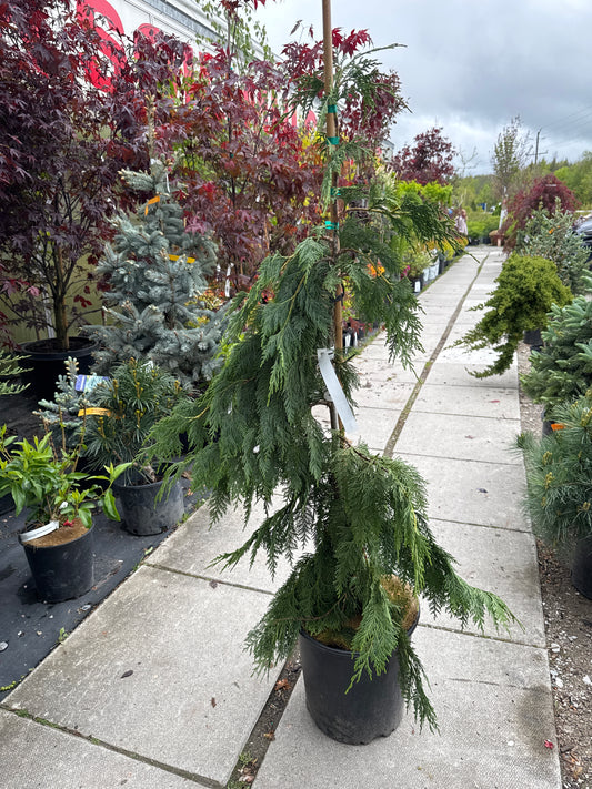 Weeping Nootka Cypress