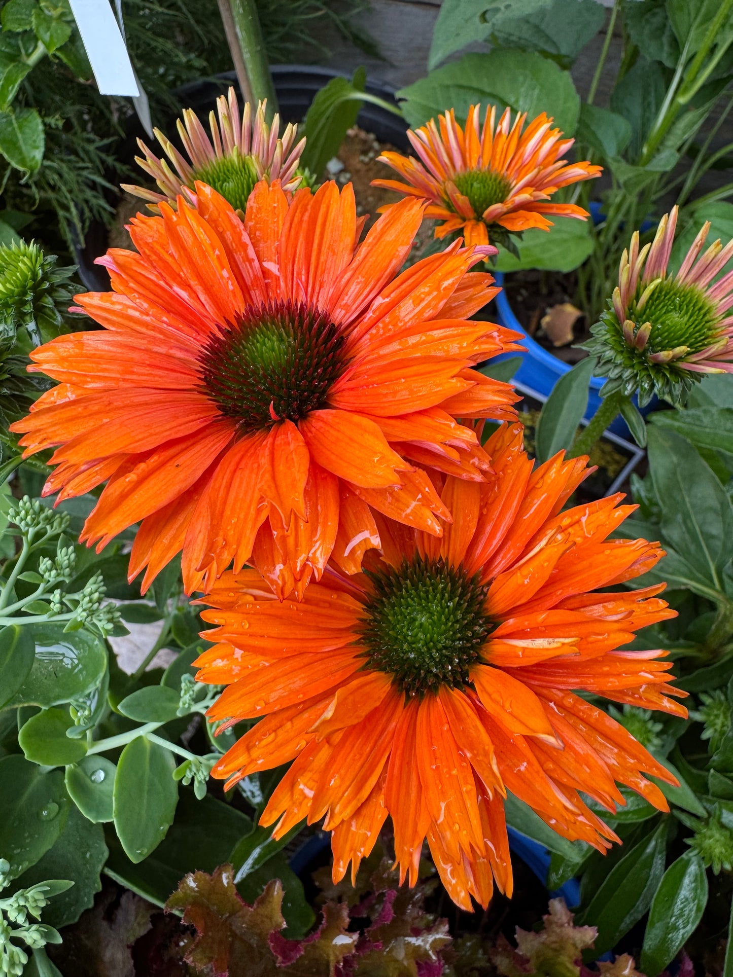 Echinacea 'Sunseekers Mineola' 1gal