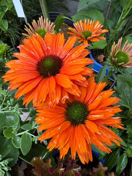 Echinacea 'Sunseekers Mineola' 1gal