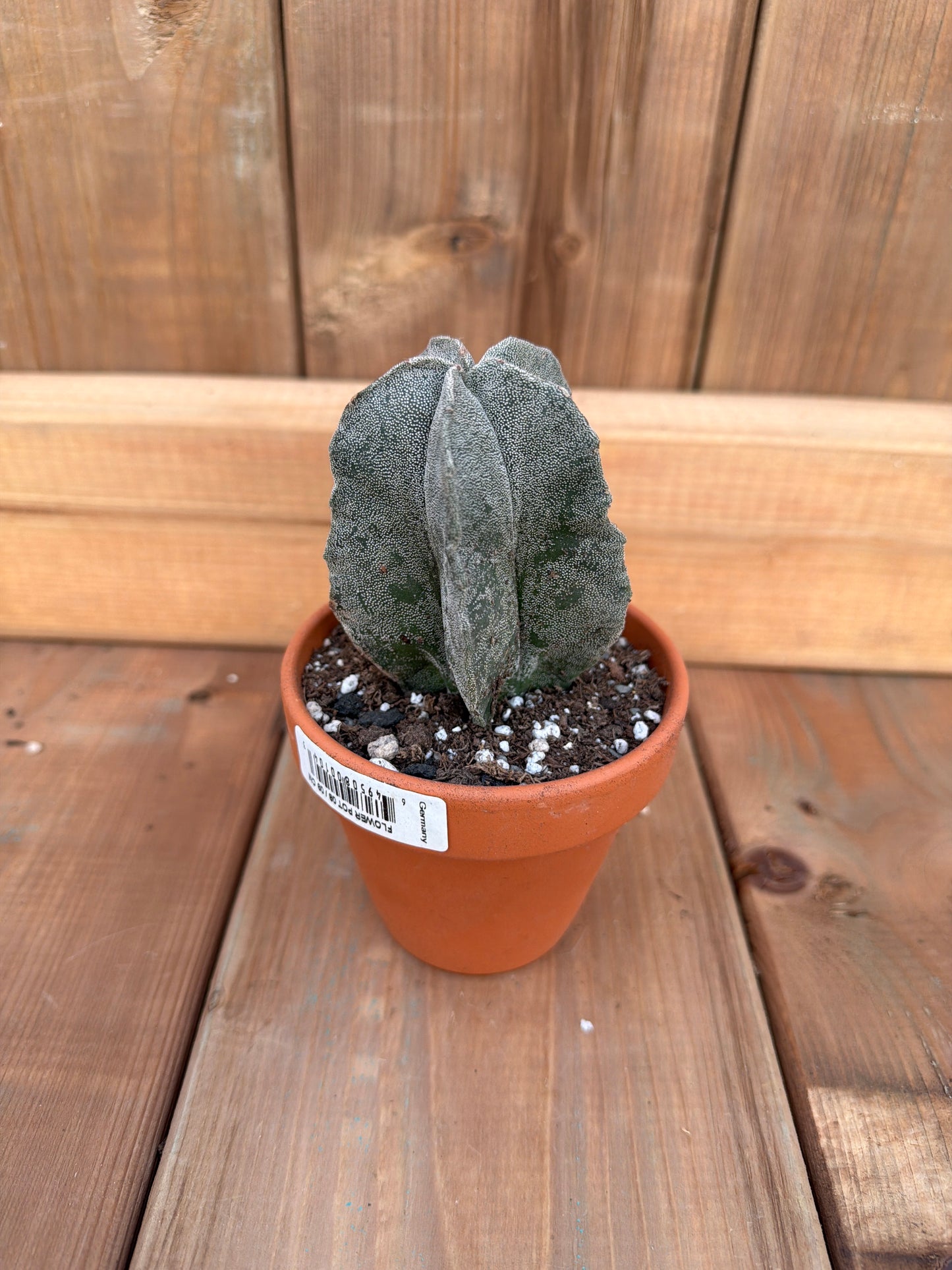 3" Astrophytum myriostigma columnare