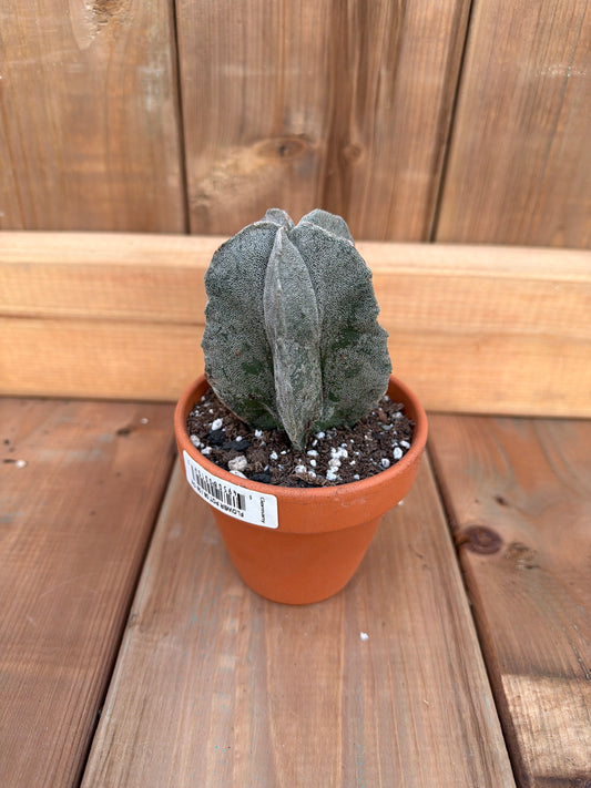 3" Astrophytum myriostigma columnare
