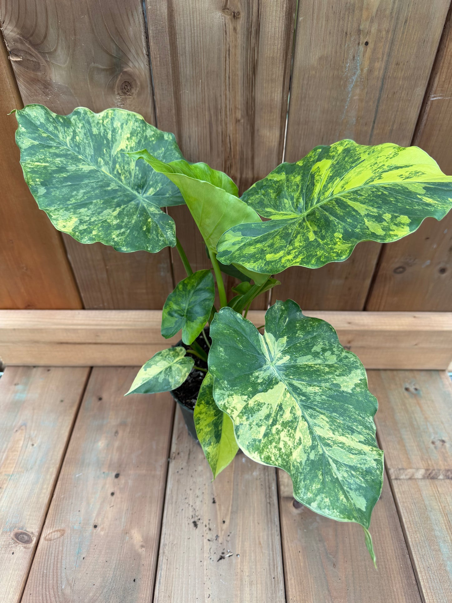 6" Alocasia gageana 'Aurea'