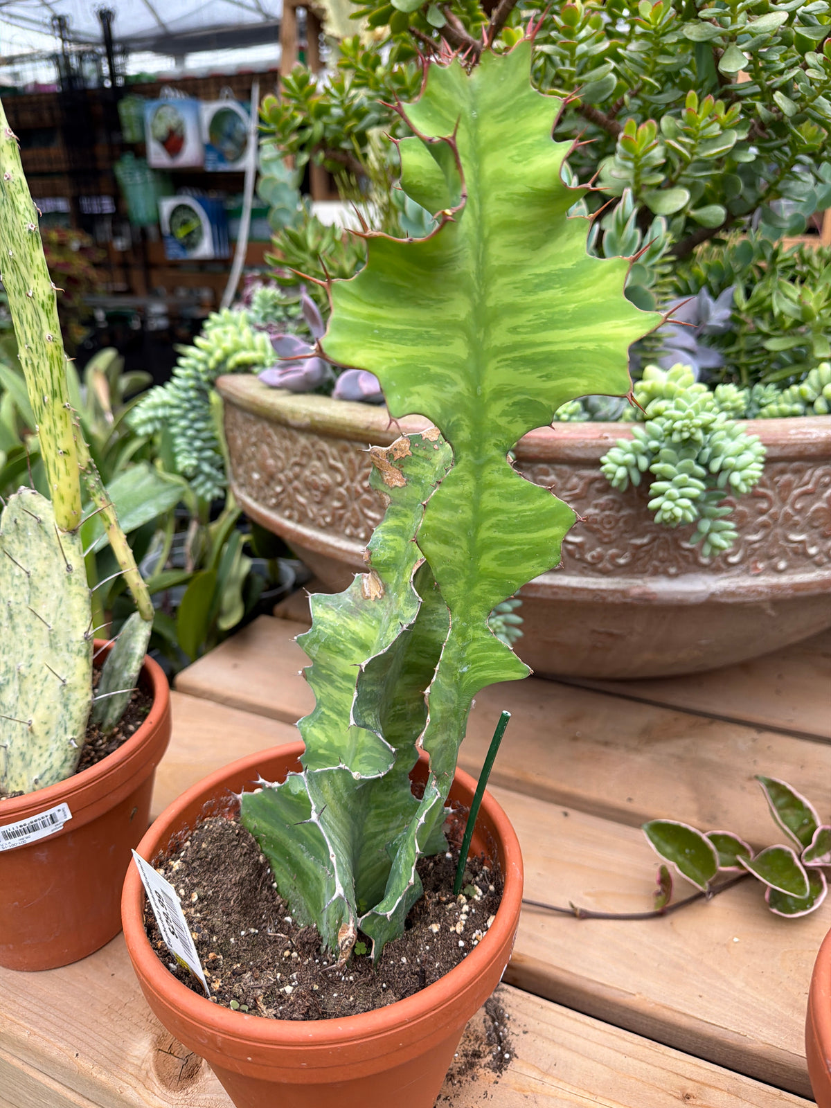 6" Euphorbia grandicornis
