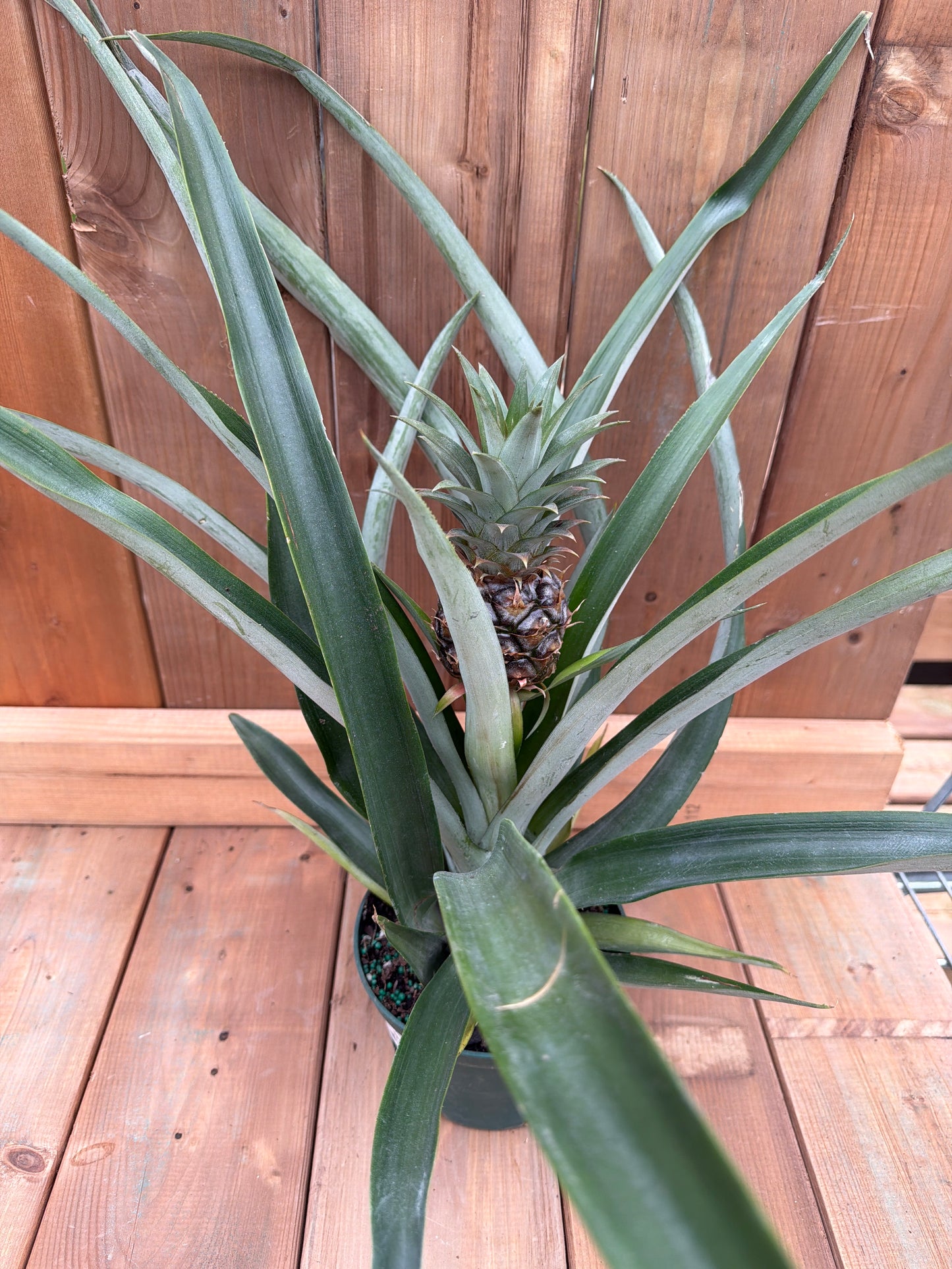 6" Pineapple