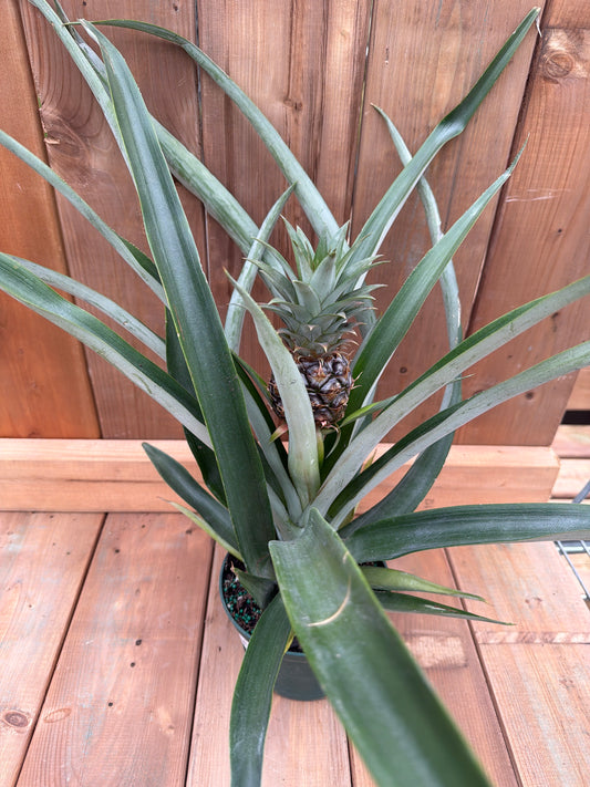 6" Pineapple