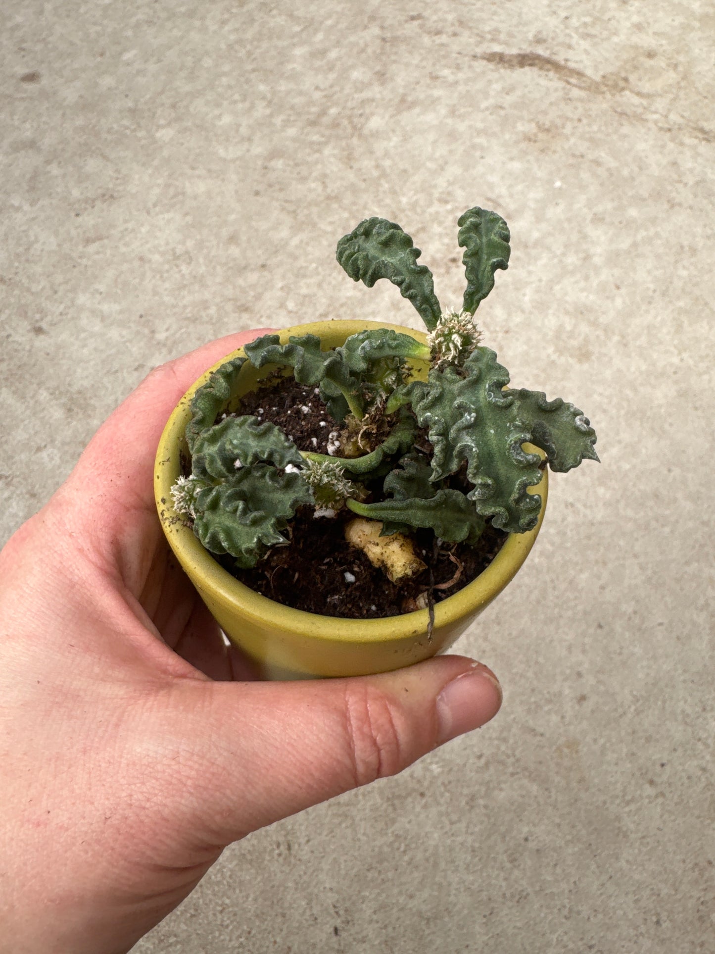 Euphorbia decaryi