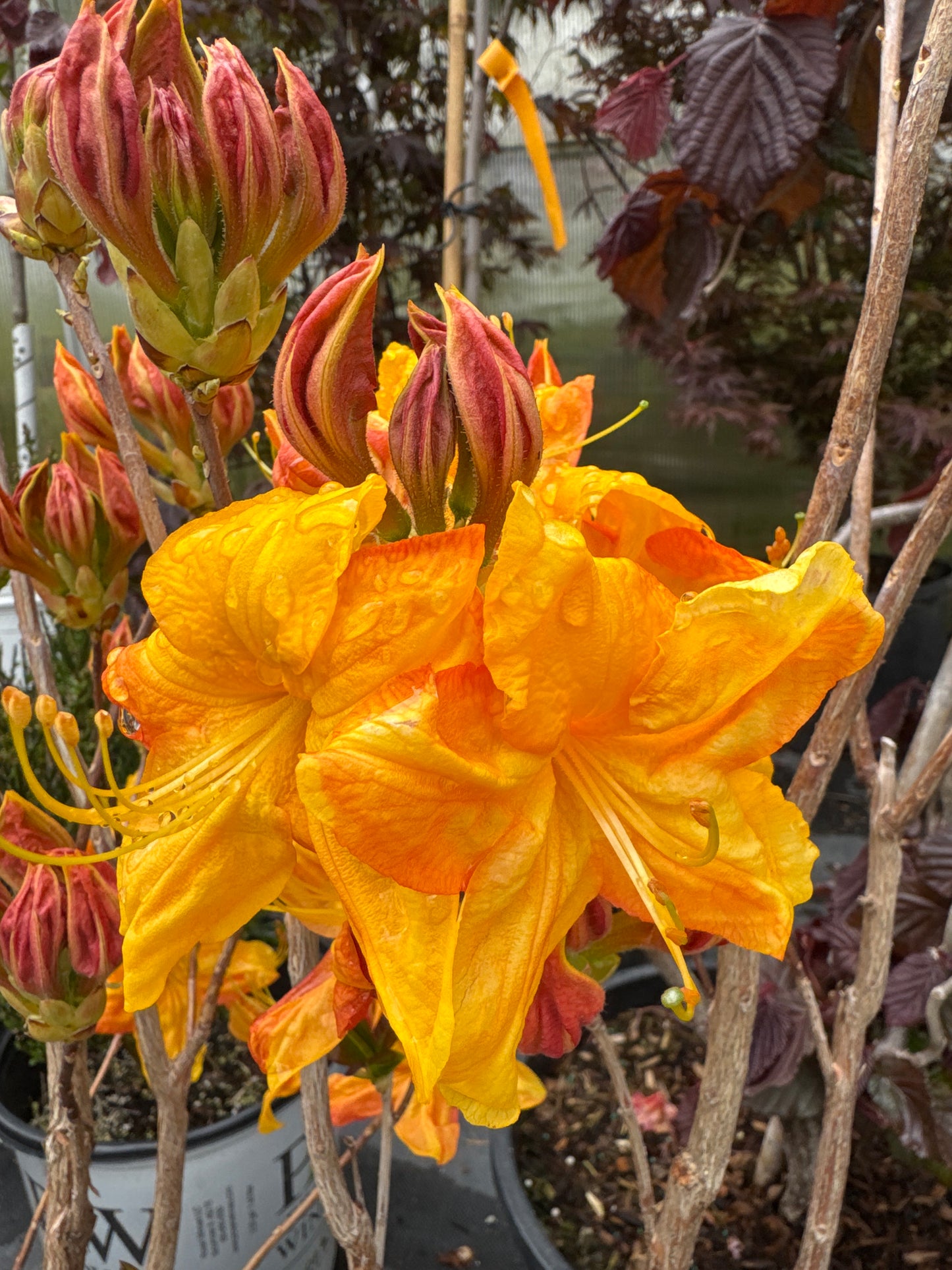 Azalea Deciduous KLONDYKE (2 gal)