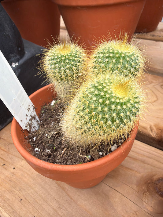 3" Notocactus leninghausii