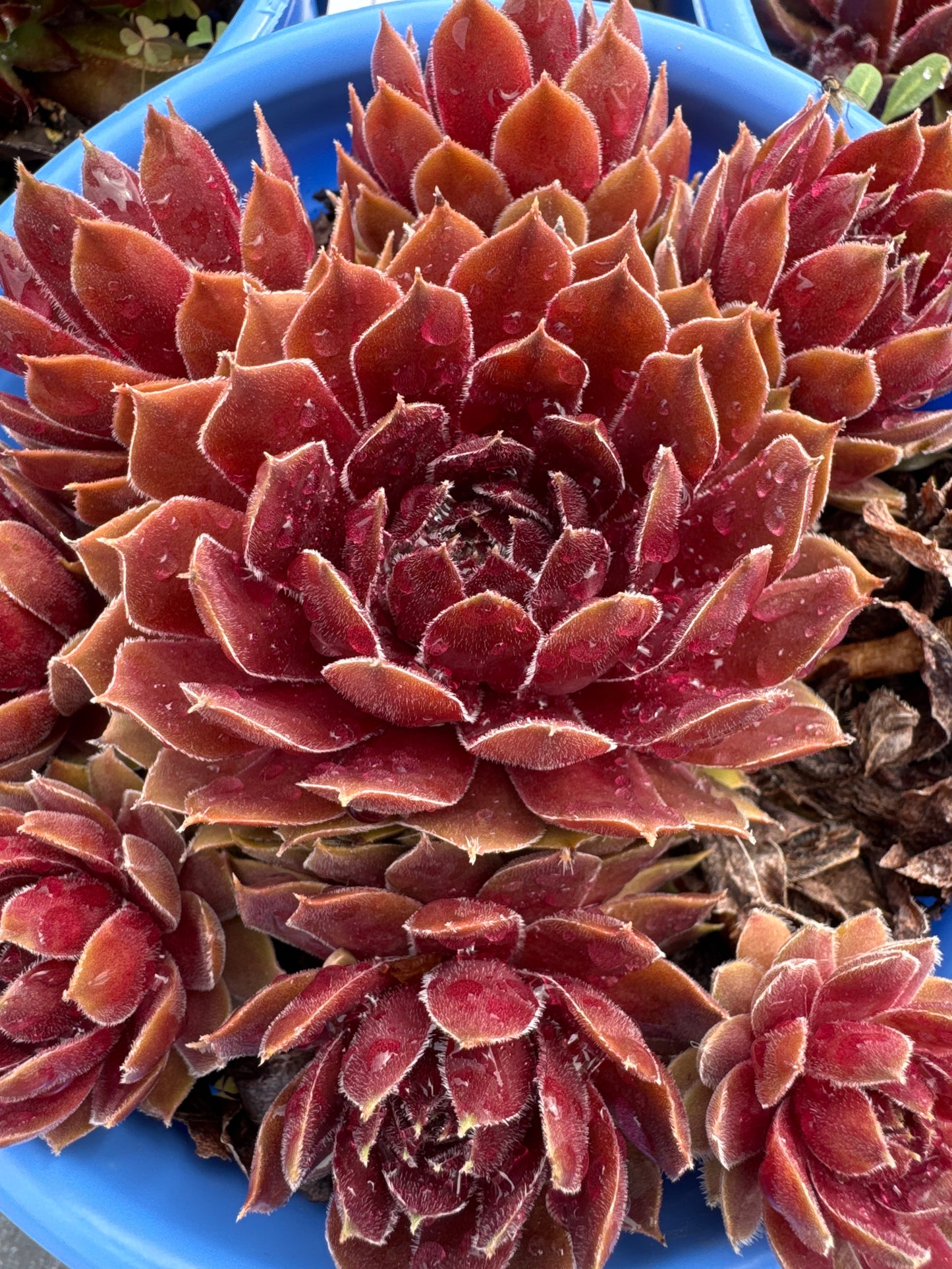Sempervivum RUBY HEART 1gal