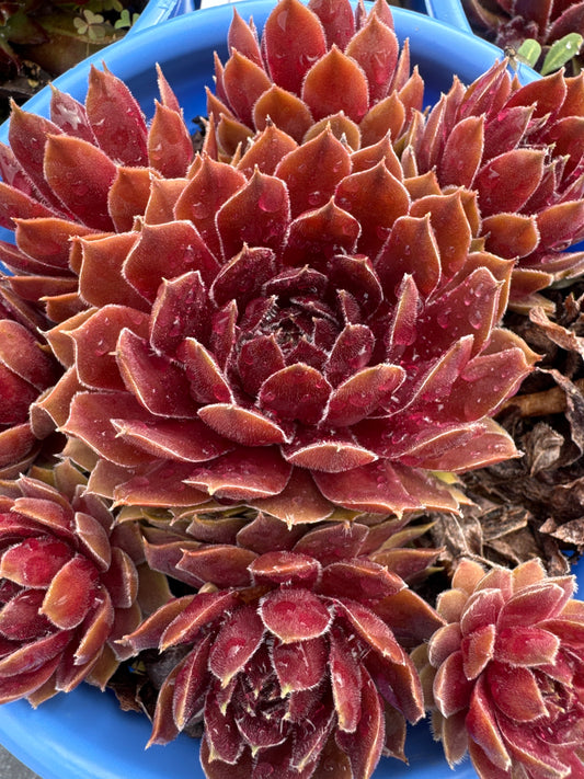 Sempervivum RUBY HEART 1gal